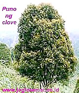 Clove tree